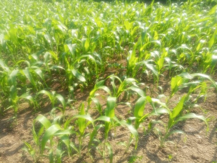 जालना जिल्ह्यात ज्वारी पिकाला कीड/मर रोगाचा प्रादुर्भाव:शेतकरी हवालदिल